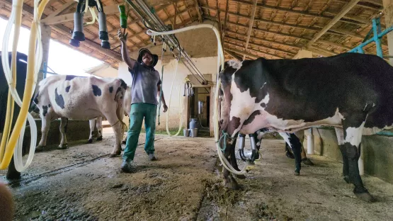 Governo de Minas enriquece merenda escolar com leite adquirido de pequenos produtores e cooperativas locais