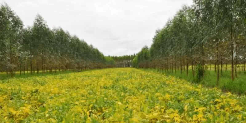 Setor agropecuário se une para tornar o Brasil sinônimo de produção sustentável 